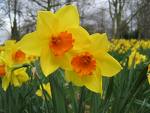 Daffodils